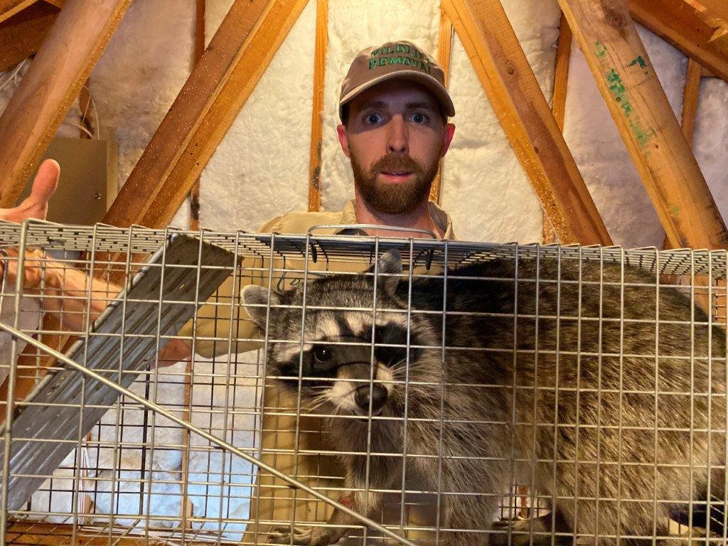 Salinas raccoon trapping